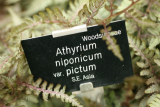 Athyrium niponicum var. pictum RCP5-2012 091.JPG